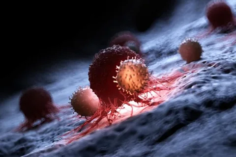 抗体疗法助小鼠免疫系统重返青春