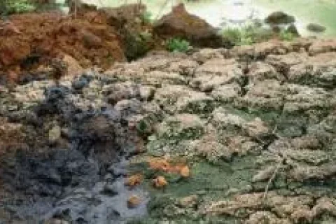 重口味却超有效！粪菌移植疗法正成医学新宠