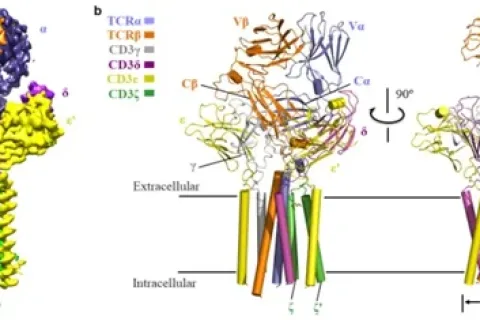 黄志伟四度攻克世界科学难题，期盼中国学术界迎来“百花齐放”