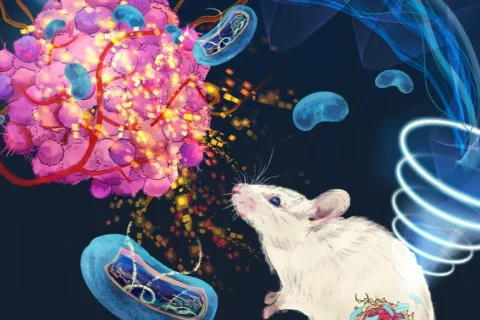 声控引爆！科学家编程细菌为“肿瘤爆破手”