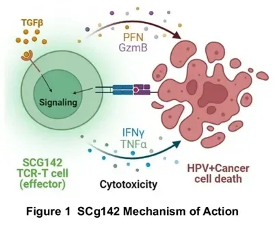 全球首创TCRT细胞疗法引爆2025 ESMO大会，首次人体试验100%控瘤，实体瘤新刃斩落肺癌、肝癌、肠癌等