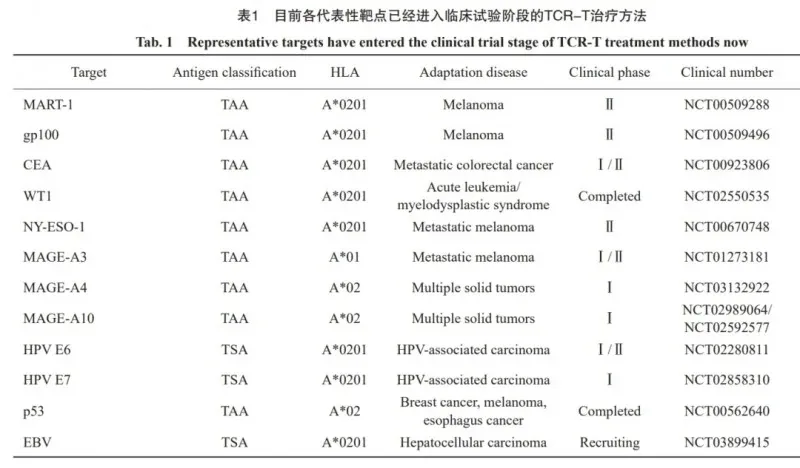 全球首创TCRT细胞疗法引爆2025 ESMO大会，首次人体试验100%控瘤，实体瘤新刃斩落肺癌、肝癌、肠癌等