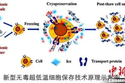 天津大学科学家首创新型无毒超低温细胞保存技术