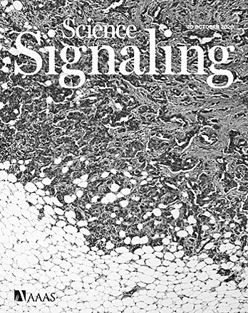 阿司匹林除抗炎之外 还可消除肿瘤干细胞