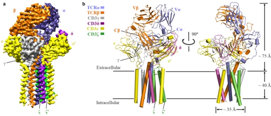 四破世界级科学难题 黄志伟：期待中国学术界早日“遍地开花”