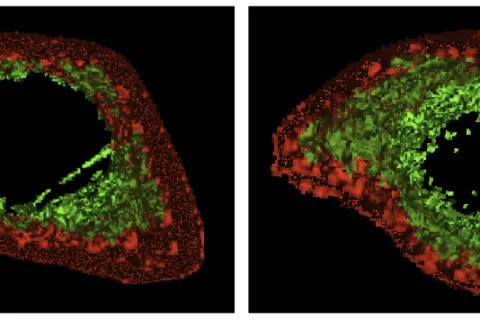我国科学家在灵长类抗衰老研究领域获新进展