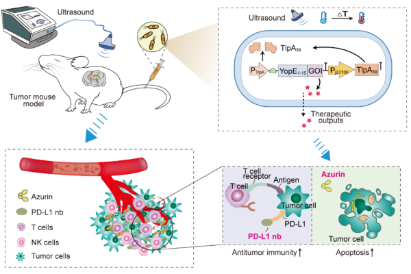 精准爆破！科学家将细菌改造成“声控炸弹”攻击肿瘤