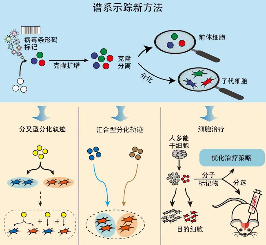 干细胞治疗研究又有新突破 这一成果登录国际核心期刊