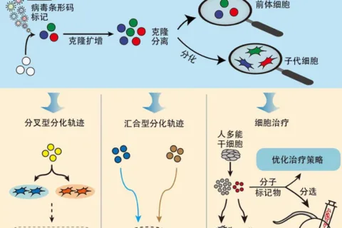 干细胞治疗研究又有新突破 这一成果登录国际核心期刊