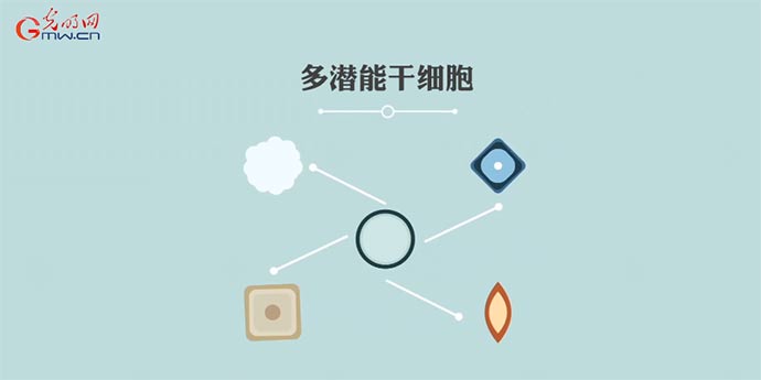 科技战疫系列动画⑥干细胞如何启动“修复技能包”?