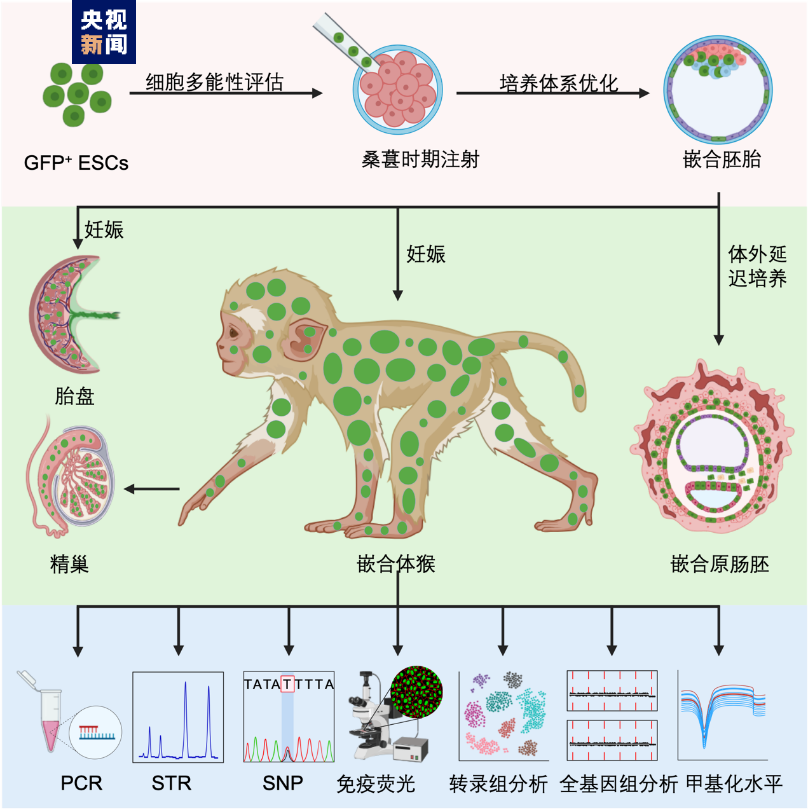 我国科学家首次成功构建胚胎干细胞嵌合体猴