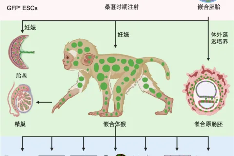 我国科学家首次成功构建胚胎干细胞嵌合体猴
