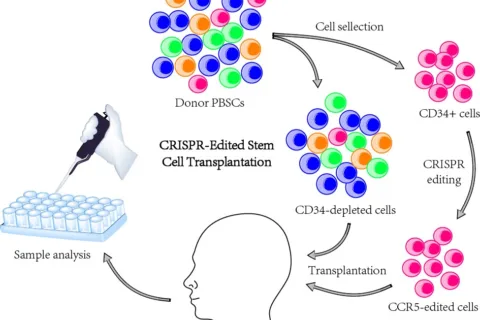 我国科学家完成首例基因编辑干细胞治疗艾滋病和白血病患者